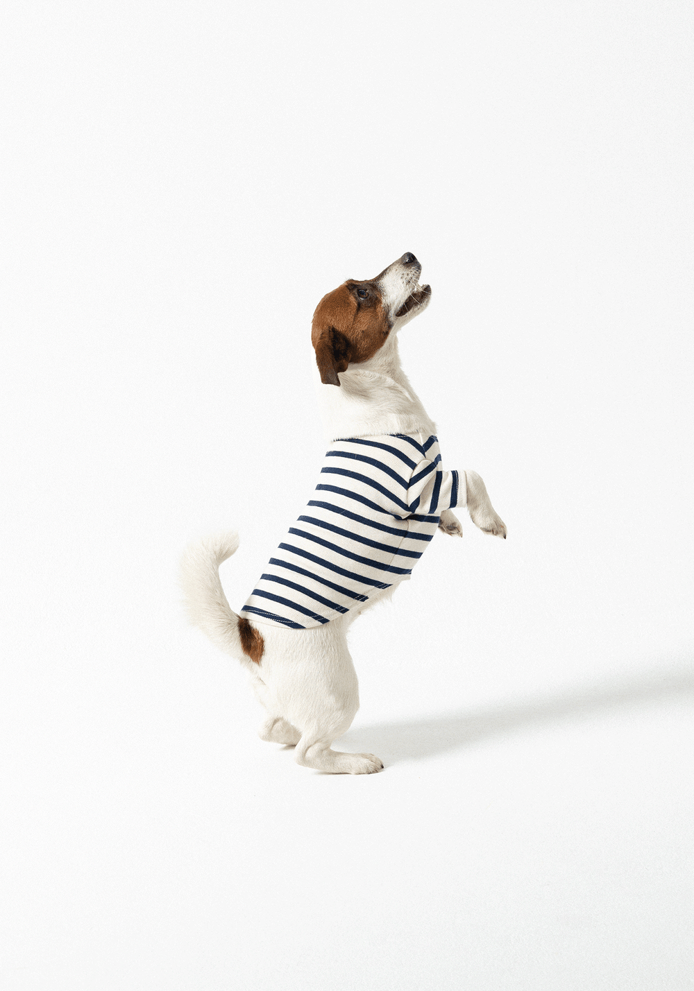 Dog Breton shirt Toutounière (ECRU/MARINE)