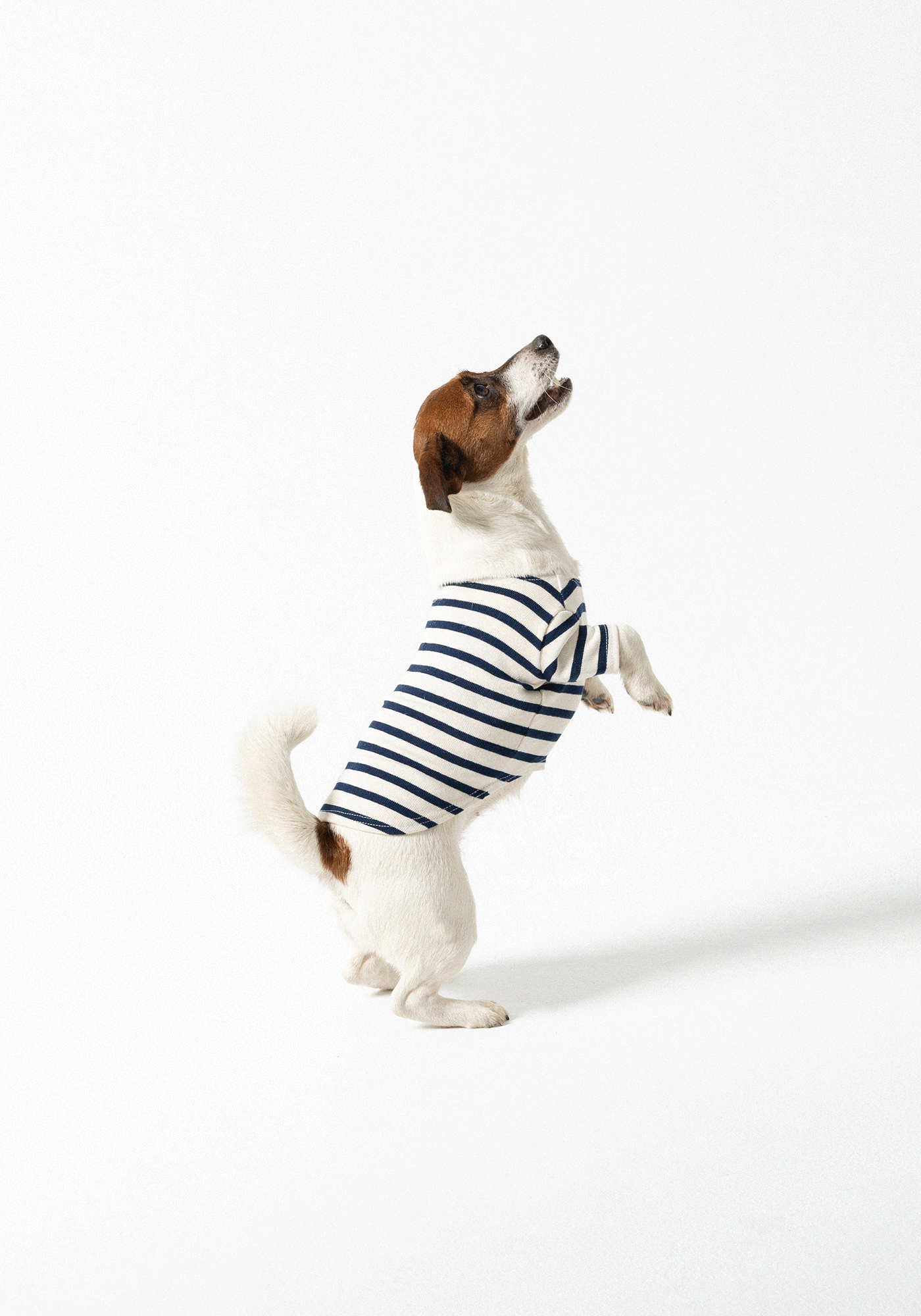 Dog Breton shirt Toutounière (ECRU/MARINE)