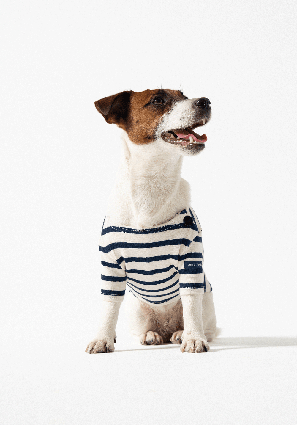 Dog Breton shirt Toutounière (ECRU/MARINE)
