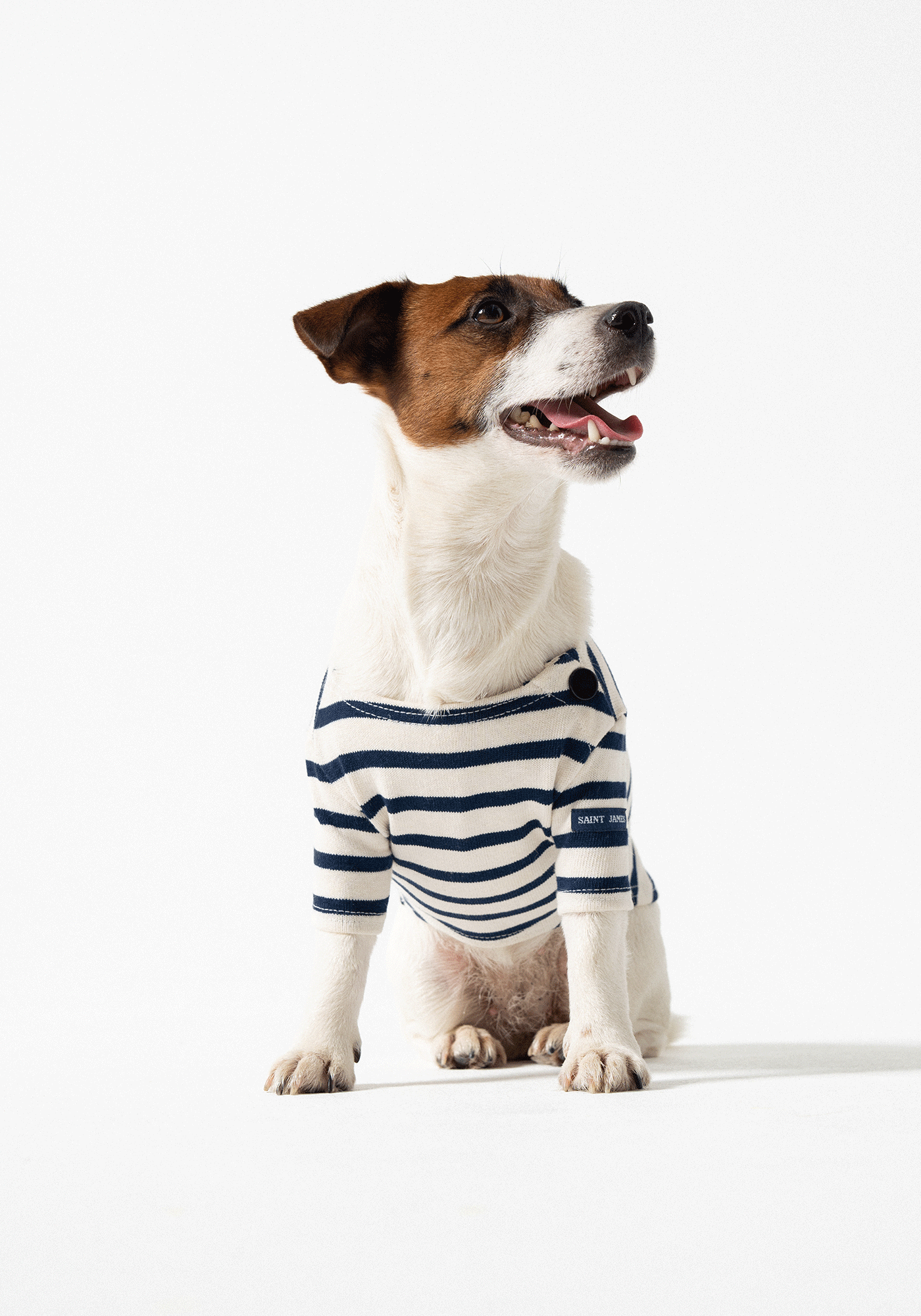 Dog Breton shirt Toutounière (ECRU/MARINE)
